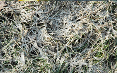Snow Mold