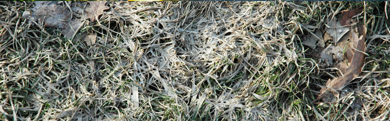 Snow Mold