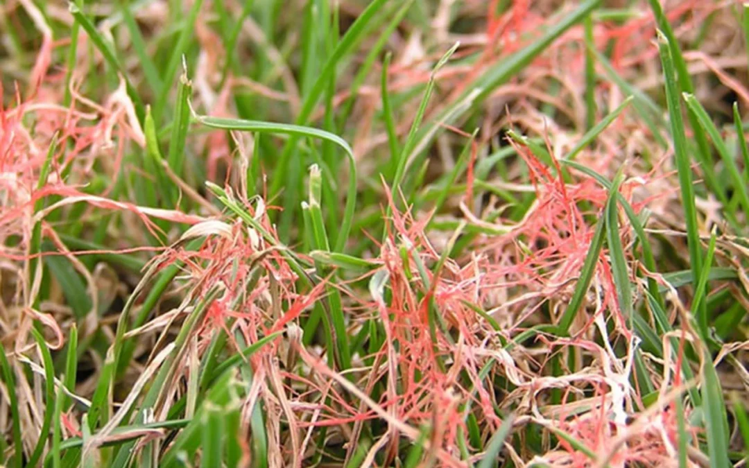 Red Thread